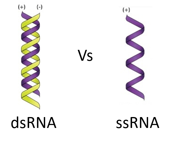 Kit For Double Stranded Rna Removal In Beta Testing With Applications In Vaccine Manufacturing Life Magnetics