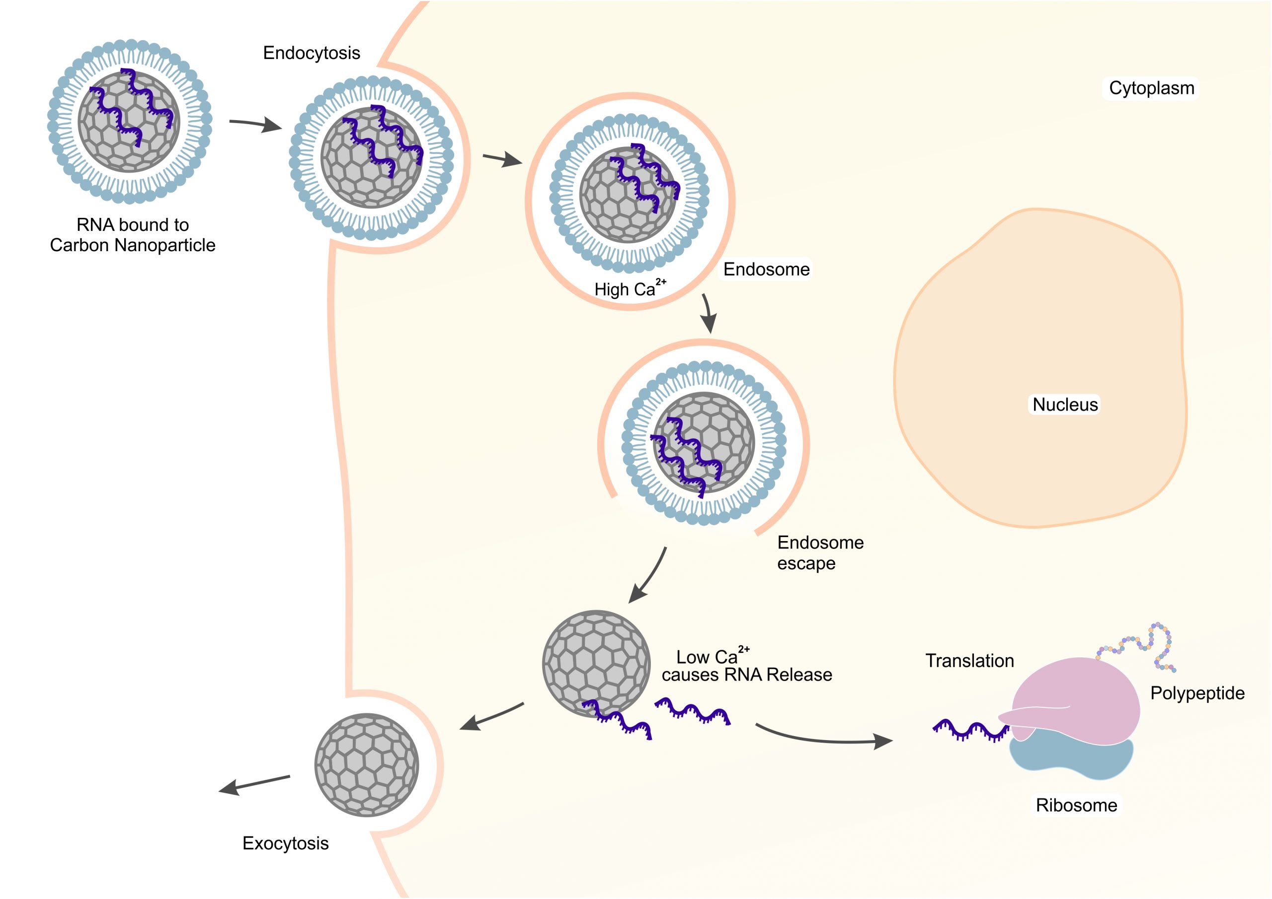 RNA Therapeutics Co-Development Agreement - Life Magnetics